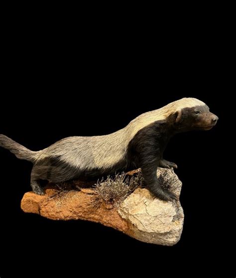 Honey Badger Taxidermy Full Body Mount Mellivora Capensis Cm