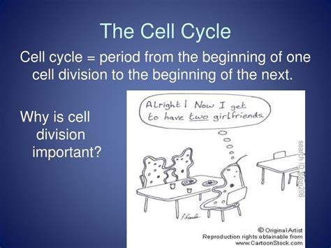 PPT - Eukaryotic Cell Division PowerPoint Presentation, free download ...