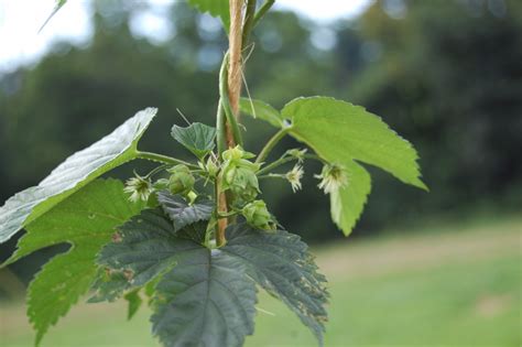 Hop'n Blueberry Farm News: Cascade Hops Flowering Now