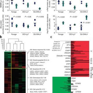 PU H71 Suppresses DLBCL Xenografts A Tumor Growth Plots In Farage