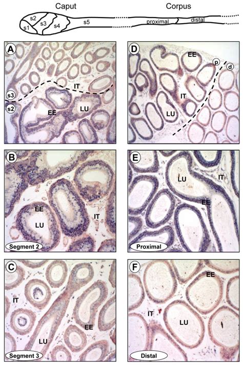 Lbx2 Is Expressed In A Segment Specific Manner In The Adult Epididymis Download Scientific