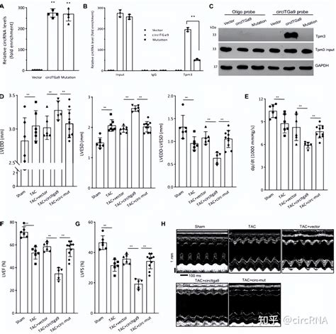 Research丨新型circrna Circitga9诱导心脏重塑和纤维化 知乎