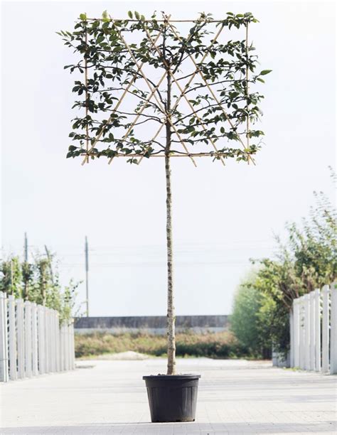 De Voordelen Van Snelgroeiende Bomen Voor Jouw Tuin Bomendael