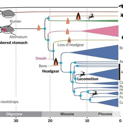 Phylogenetic tree for ruminant evolution (Chen et al., 2019) | Download ...