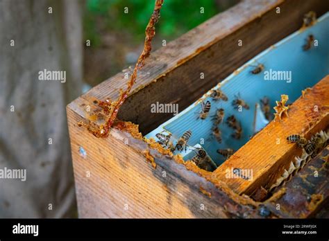 bee glue  res stock photography  images alamy