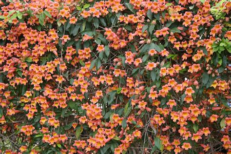 Cross Vine