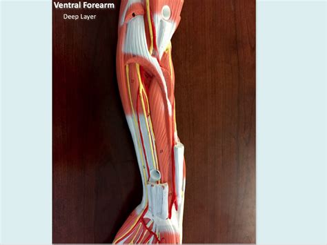 7 Muscles Ventral Forearm Deep Layer Diagram Quizlet