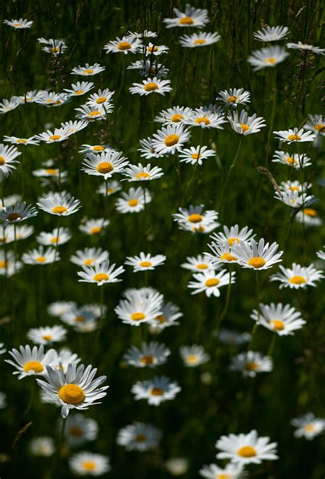 Oxeye Daisy Bob Carissimi Flickr