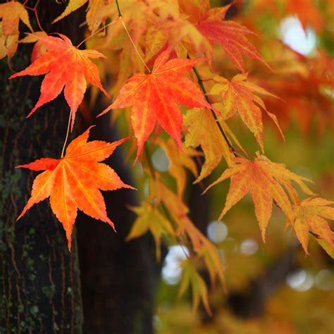 Trees With Great Fall Foliage — The Family Handyman