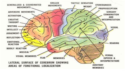 Brain areas functions | Download Scientific Diagram