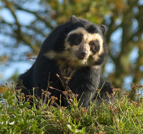 Female Spectacled Bear At Chester Zoo The Spectacled Bear Flickr