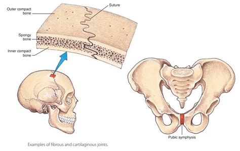 Three Types Of Fibrous Joints