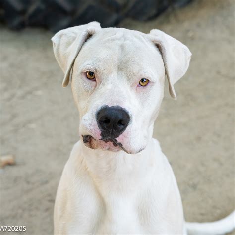 front street animal shelter - city of sacramento 3