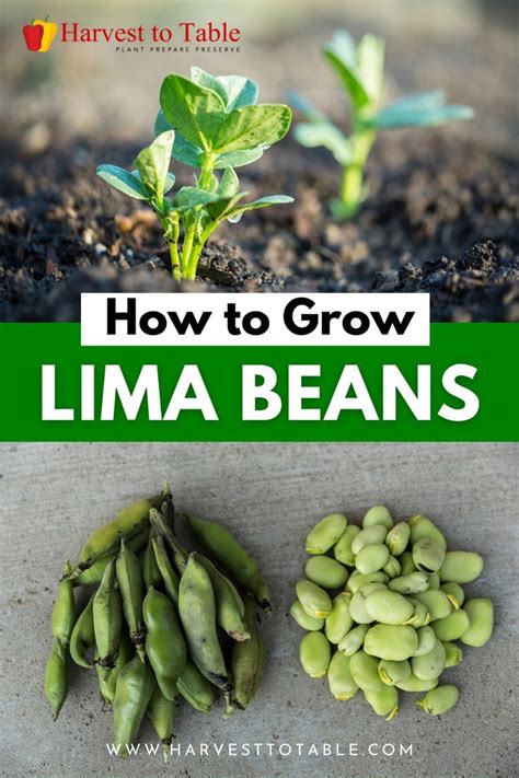 Quick Steps How To Grow Lima Beans Artofit