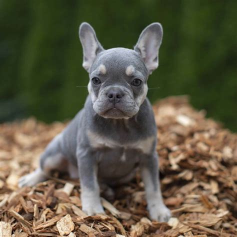 Lilac French Bulldog History Care Appreance Full Guide