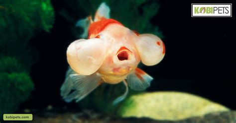 Bubble Eye Goldfish: Fish Species Profile - Kobi Pets