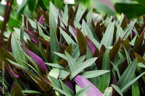 Tradescantia spathacea with a natural background Stock Photo | Adobe Stock