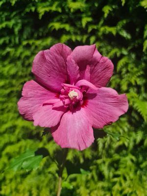 Kostenloser Versand Hibiskus Flower Tower Ruby Lubera De