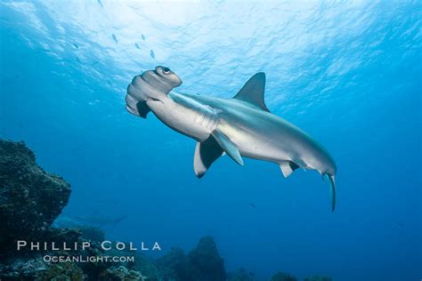 Scalloped Hammerhead Shark Photo Stock Photograph Of A Scalloped