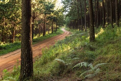 Visit The Mountain Republic Of Haenertsburg Magoebaskloof