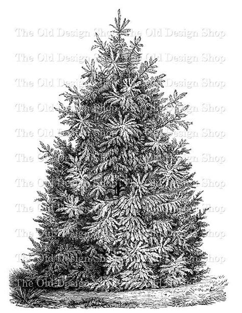 Pine Tree Clip Art Vintage Printable Picea By Theolddesignshop Clip Art