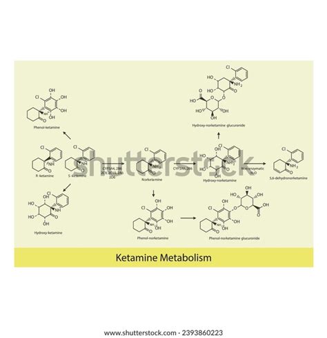 Diagram Showing Metabolism Ketamine Norketamine Metabolites Stock ...