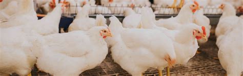 La UMU lidera un proyecto europeo para hacer más ecológica la