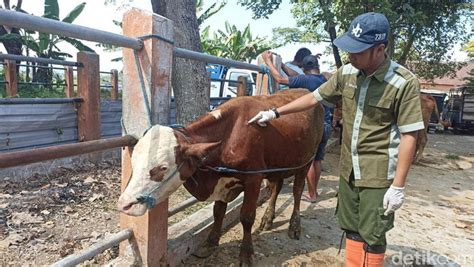 Sapi Dengan Bekas Lsd Ditemukan Di Pasar Hewan Wlingi Blitar