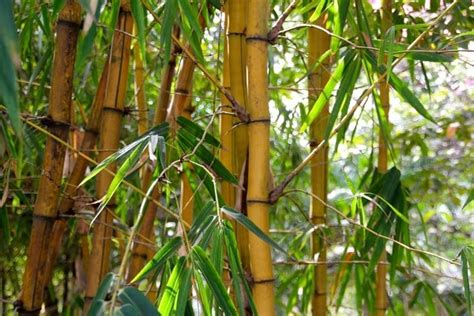 Bamboo Farming Project Report Cost And Profit Details Agri Farming