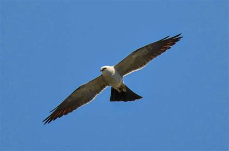 Mississippi Kite In Flight Pics4learning