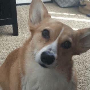 Corgi Seriously GIF - Corgi Seriously Head Tilt - Discover & Share GIFs