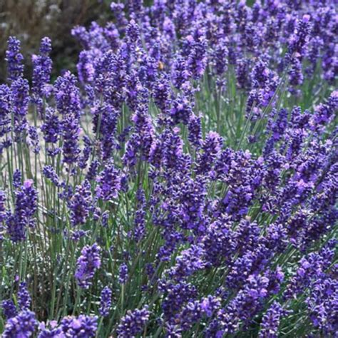 DEEP PURPLE LAVENDER Lavance Lavendula Augustifolia Perennial | Etsy