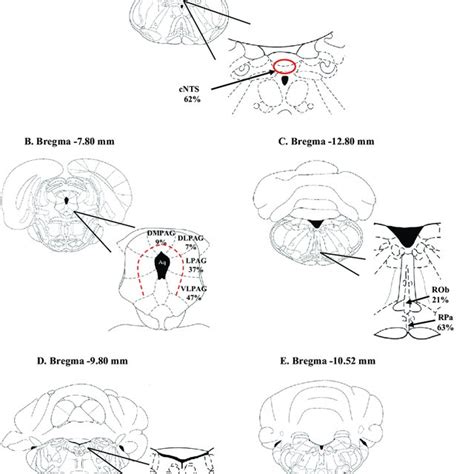 (PDF) Anatomical and functional connections between the locus coeruleus ...