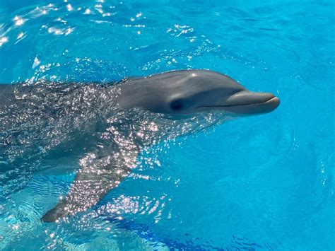 Lo Mejor De Nadar Con Delfines En Isla Mujeres Canc N Revista Metro