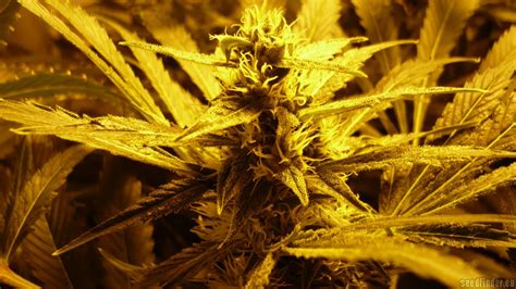 Strain Galerie Skunk Sensi Seeds Pic Von Sensifeel