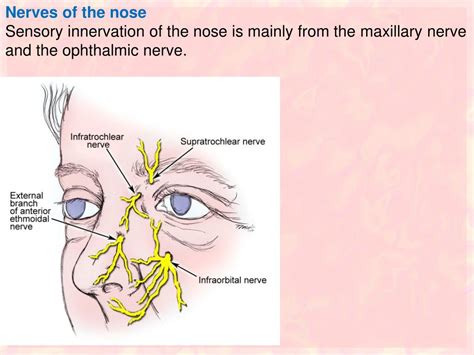 Ppt Anatomy Of The Respiratory System Powerpoint Presentation Free