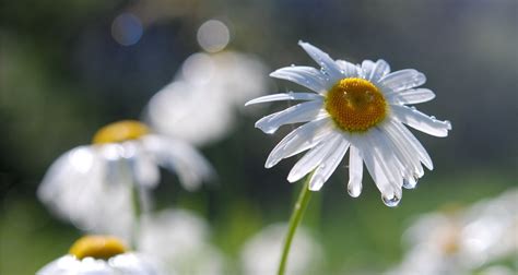 Wallpaper Sunlight Flowers Nature Field Yellow Blossom Daisies