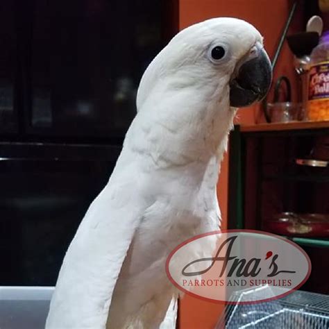 Umbrella Cockatoo Baby - Ana's Parrots & Supplies