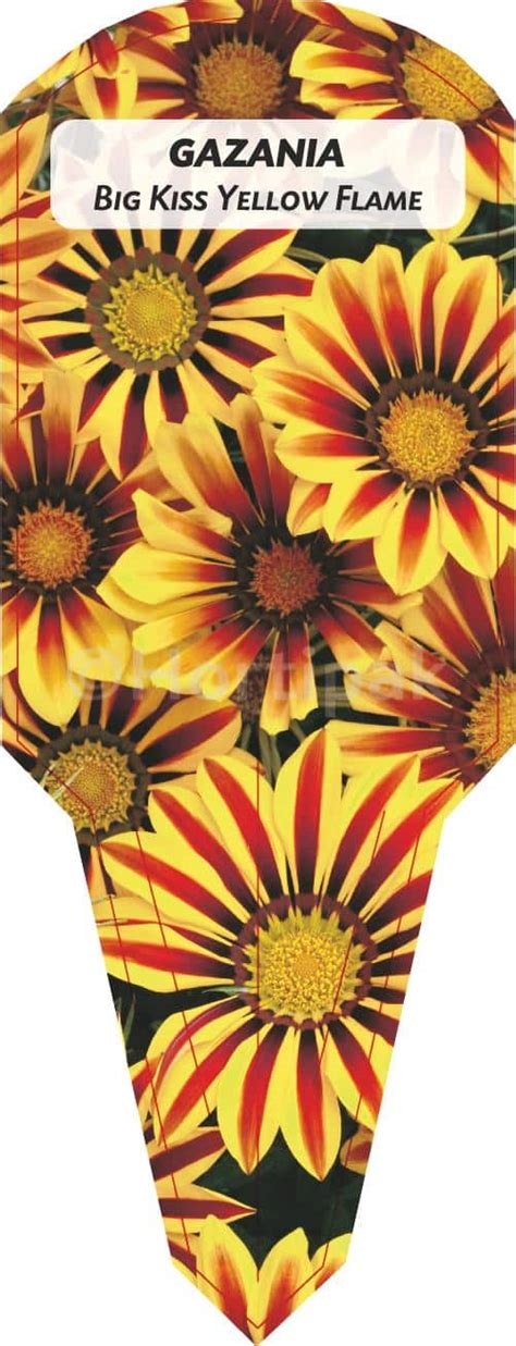 Gazania Big Kiss Yellow Flame Hortipak E Store