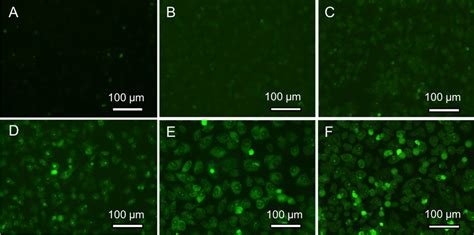 The Fluorescent Image Of HeLa Cells Incubated With Carbon Dots From CA