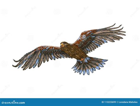 Golden Eagle Flying Watercolor Painting Royalty-Free Stock Photo | CartoonDealer.com #113223699