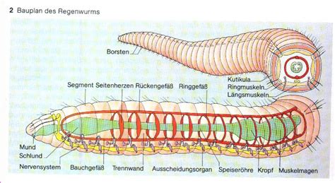 Regenwurm Aufbau Arbeitsblatt