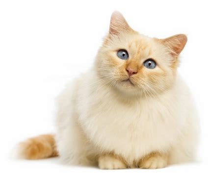 Birman Cat Breed Description | GoKitty