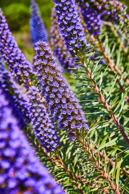 Premium Photo | Purple flowers in bush during spring