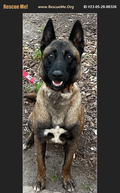 Adopt Belgian Malinois Rescue Houston Tx