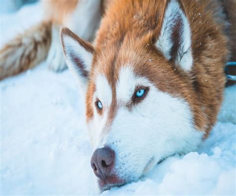 Husky Siberiano Carácter Características Educación Y Información