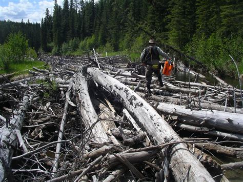 Log Jam Update – Trout Unlimited Canada – Northern Lights Fly Fishers ...