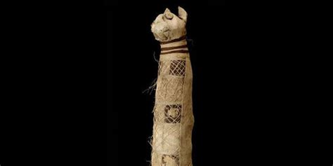 Inside Ancient Egyptian cat mummy, archaeologists find remains of 3 ...