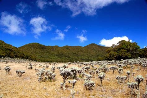 Legendary Alun Alun Surya Kencana Is Alive With Edelweiss Scenery