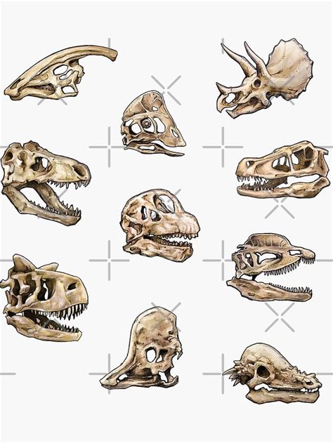 "Dinosaur Skull Stickers Set" Sticker for Sale by CassWArt | Dinosaur ...